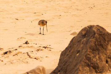 Bird walking on sandy beach near rocks at midday sun during low tide with seaweed scattered around. bird moving along searching for food. sun shining brightly, seaweed  lying on ground near some rocks © SValeriia