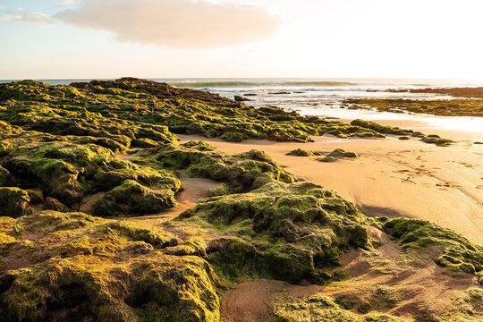 Moss-covered rocks along shore at sunset with gentle waves in background. scene shows large stones covered in green moss  Carcavelos beach.  casting light  landscape. Waves come and go,  natural light