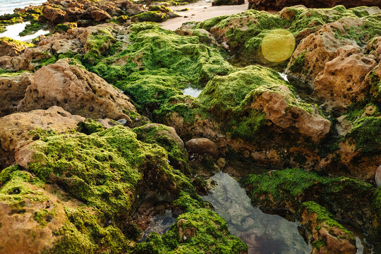 Tide pools show rocks and seaweed along shore during low tide in early evening light. stone covered in green seaweed. Carcavelos beach  Water collects in shallow areas, sun sets,  natural scene