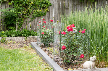 Obraz premium Backyard Garden with Blooming Red Roses Protected by Chicken Wire Mesh and a Stone Cat