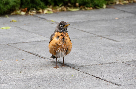 Young Robin Standing in the Middle of a Backyard Patio