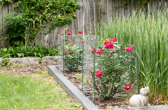 Backyard Garden with Blooming Red Roses Protected by Chicken Wire Mesh and a Stone Cat