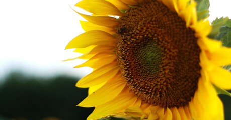 Close-up of a vibrant sunflower with a bee collecting nectar on a bright summer day © PULSE