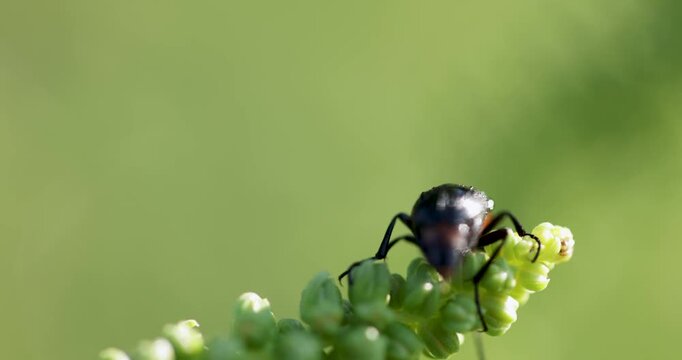 Black beetle with orange head crawling on a green plant stem