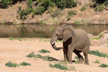 Fototapeta premium Afrikanischer Elefant / African elephant / Loxodonta africana