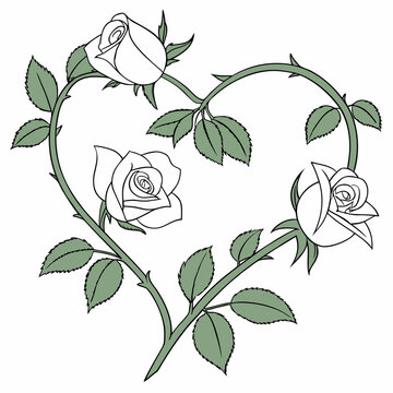 Heart shaped rose vine illustration with blooming white rose flowers and green leaves botanical illustration romantic