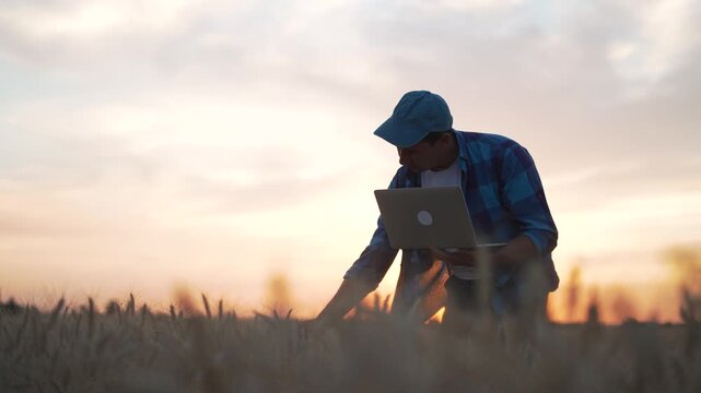 Farmer uses laptop in wheat field at sunset. Agronomist checks crop data outdoors. Farmer crouches to touch grain ear while using computer. Agriculture technology meets farming at dusk.