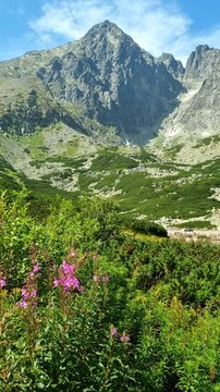 The iconic Lomnicky stit rocky peak in High Tatras. Lush green mountain slopes and blooming pink willowherb flowers frame the scenic view near Skalnate pleso, Tatranska Lomnica, Slovakia.