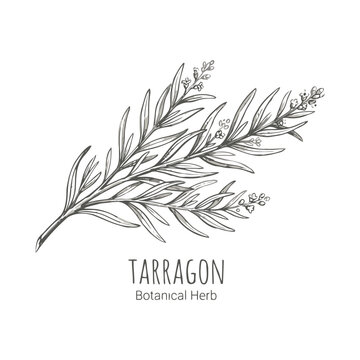 Hand drawn tarragon branch isolated on transparent background botanical sketch of aromatic herb, vector illustration for culinary design editable vector file
