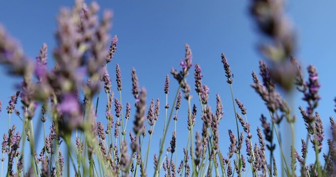 The inflorescences are lavender on long legs, fragrant lavender is presented in the form of several vertical buds against the background of a clear blue space.