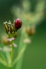 Fototapeta premium Vibrant red ladybug perched on wildflower bud in macro photography