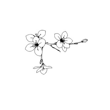 Fine line art of a cherry blossom branch, elegant Japanese aesthetic, thin lines, isolated on white. set with simple line art design featuring line art, illustrations, graphic resources with vector...