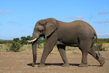 Fototapeta premium Afrikanischer Elefant / African elephant / Loxodonta africana