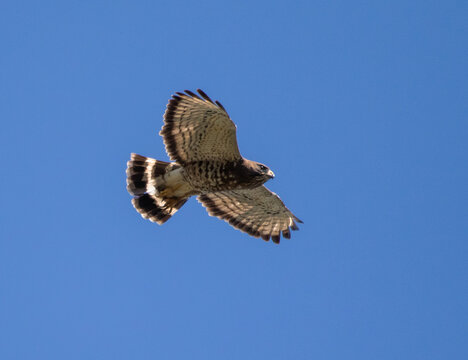 Broad-Winged Hawk Raptor in Flight in Deep Blue Sky
