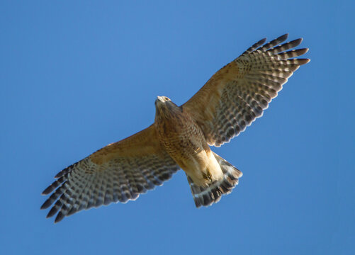 Red-Shouldered Hawk in Flight in Deep Blue Sky