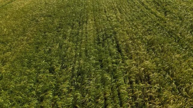 Mature Grain Field &ndash; Low Forward Wide Aerial Flight Above Grain Heads