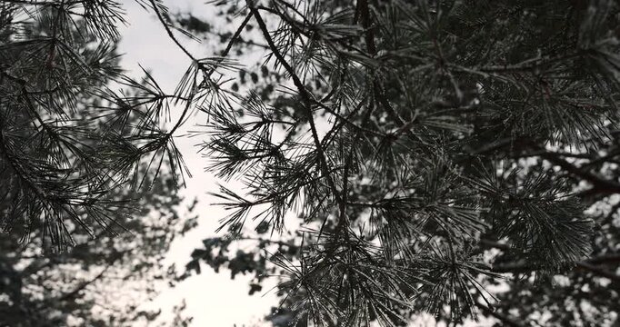 old pines in winter with frozen needles and paws completely covered with snow, part of the trees against the sky after snowfalls and frosts with great cold and frost