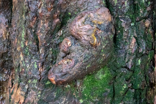 Macro photography of a gnarled tree trunk burl with green moss. Technical focus on the rough texture of the wood under diffused light.