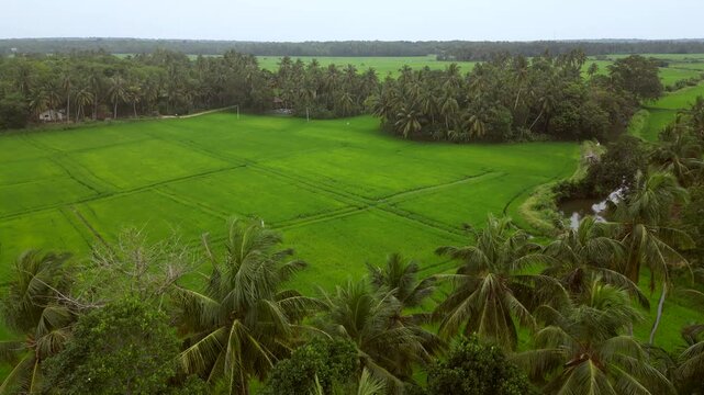 Sri Lanka Rice Fields and Palm Trees Drones