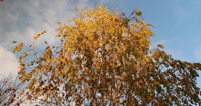 foliage on birch trees against the blue sky during the fall of leaves in the autumn season, the foliage hangs on the branches of birch, fall trees