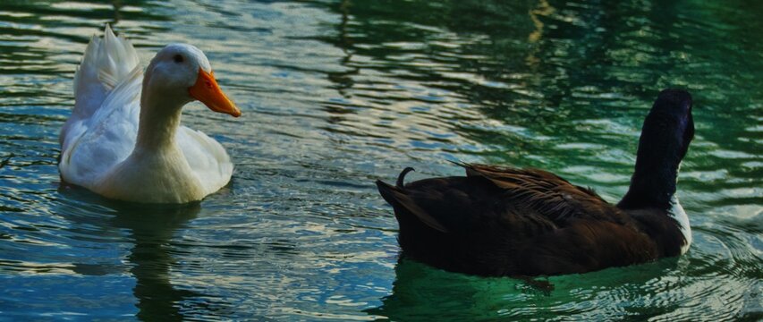 pareja de patos negro y blanco