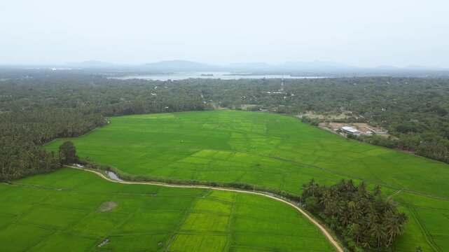 Sri Lanka Rice Fields and Palm Trees Drones