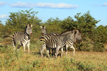 Obraz premium Steppenzebra / Burchell's zebra / Equus quagga burchellii