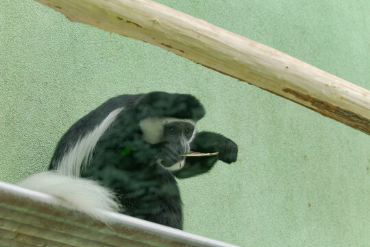 Colobus guereza chilling in the zoo aviary