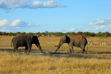 Fototapeta premium Afrikanischer Elefant / African elephant / Loxodonta africana