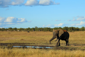 Obraz premium Afrikanischer Elefant / African elephant / Loxodonta africana