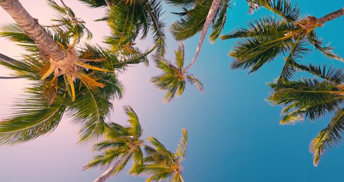 Low angle view of tropical palm trees against sunset sky