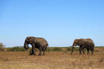 Fototapeta premium Afrikanischer Elefant / African elephant / Loxodonta africana
