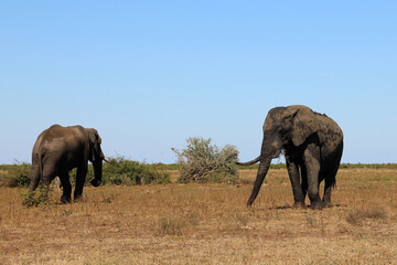 Fototapeta premium Afrikanischer Elefant / African elephant / Loxodonta africana