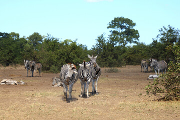 Fototapeta premium Steppenzebra / Burchell's zebra / Equus quagga burchellii