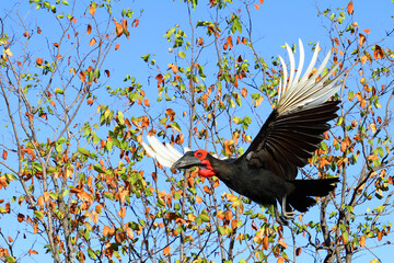 Kaffernhornrabe / Southern ground hornbill / Bucorvus leadbeateri © Ludwig