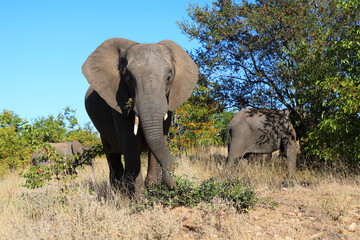 Fototapeta premium Afrikanischer Elefant / African elephant / Loxodonta africana