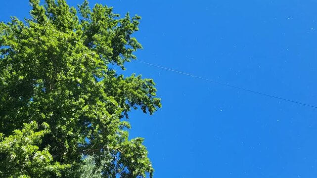 Flying poplar fluff and green poplar leaves against a blue sky
