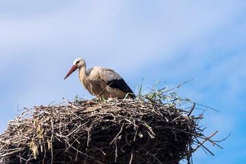  Bocian biały (Ciconia ciconia) stoi na dużym gnieździe zbudowanym z gałązek i konarów, przeplatanych zielenią w lekko pochmurny wiosenny dzień. Ptak ma charakterystyczny czerwony dziób i długie nogi. © Grzegorz