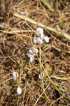 White snail shells stuck to blades of grass at the Roman ruins of Dougga, in Northern Tunisia