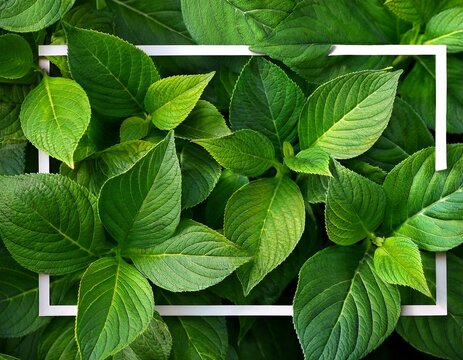 filled frame background of lush green leaves from hydrangea plant
