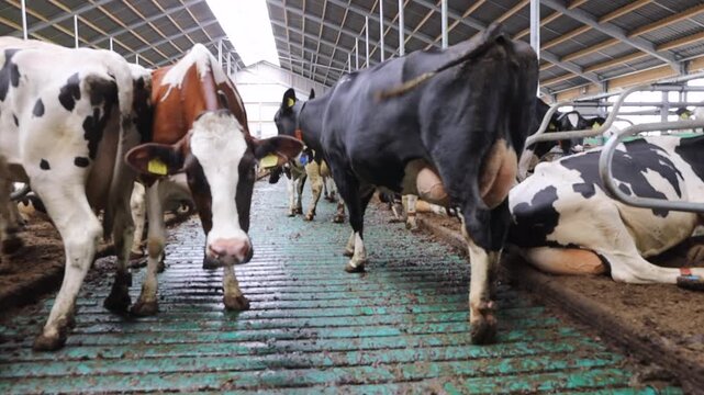 Frisian Holstein cows in modern stable at Dairy farm