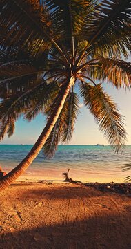 Leaning palm tree on a sandy tropical beach and sea horizon of the turquoise ocean water dreaming exotic paradise island