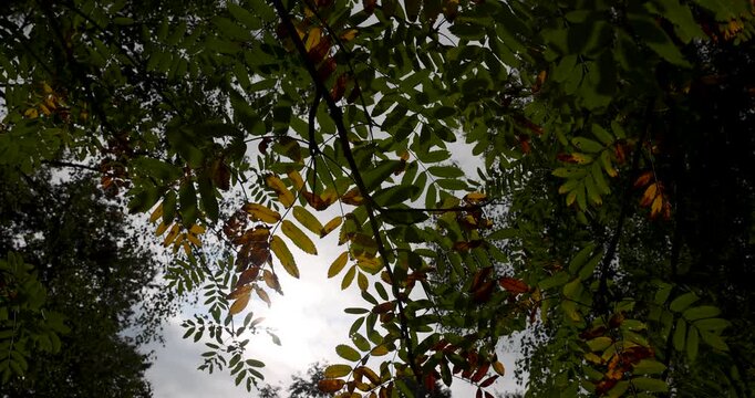Mountain ash leaves are yellow and green, autumn mountain ash leaves shine through in the sun in the forest during the daytime