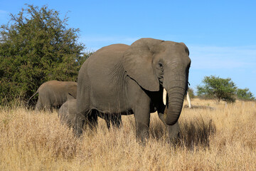 Fototapeta premium Afrikanischer Elefant / African elephant / Loxodonta africana