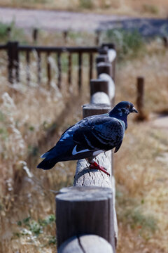 Urgan pigeon resting on rustic wooden rail. Rock pigeon perched on a rustic wooden fence with a soft natural background. Ideal for wildlife, nature, animal beahivior, and outdoor photography concepts.