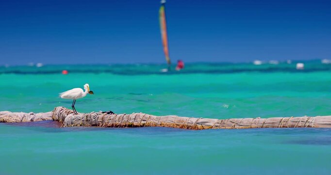 Great egret catching a fish over turquoise ocean tropical water
