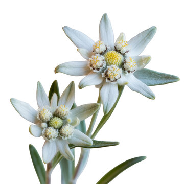 Two white edelweiss flowers with fuzzy petals and yellow centers, leontopodium nivale, isolated on a solid black background, botanical