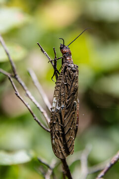dobsonfly fishfly on stick in hunting position ambush waiting wings closeup