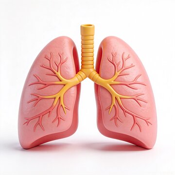 3D cartoon human lung anatomical model, trachea bronchus alveoli respiratory system structure, medical science illustration on white background for respiratory health promotion