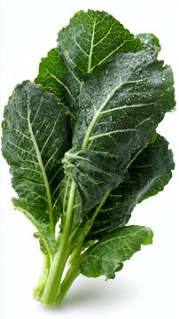 Fresh organic curly kale leaves isolated on white background with vegetable nutritious vegetarian